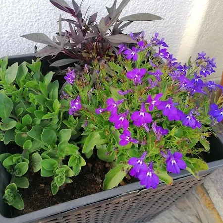 Gaestehaus Alpenblick ホームステイ