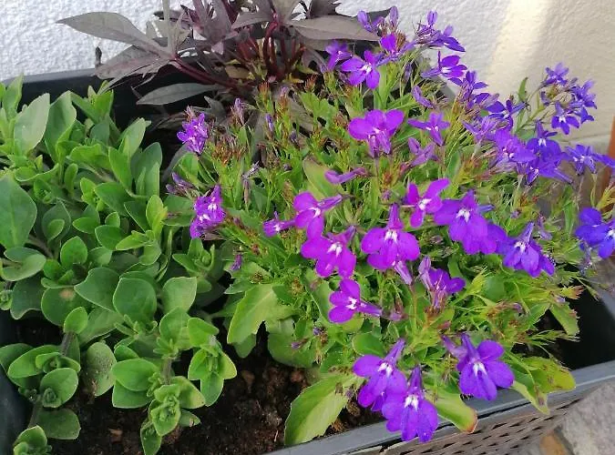 Gaestehaus Alpenblick Accommodatie bij particulieren